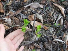 a hand is pointing at a plant growing from the ground with pine cones in the background