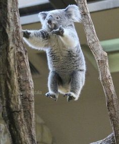 a koala is hanging upside down from a tree branch and reaching for the leaves