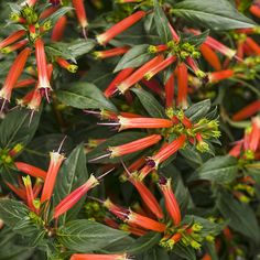 red and yellow flowers blooming in the middle of green leaves