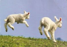 two baby lambs are jumping in the air