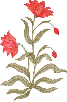 a drawing of two red flowers with green leaves