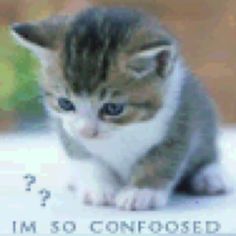 a kitten sitting on top of a white table next to a sign that says i'm so confused