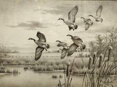 a drawing of ducks flying over a pond