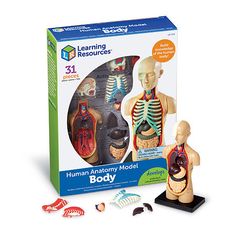 the learning resources human anatomy model is in front of its box and contents are shown