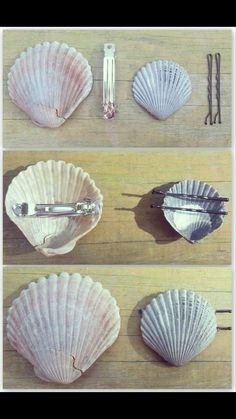 four seashells are arranged on a wooden table