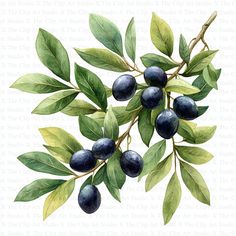 an illustration of blueberries on a branch with leaves