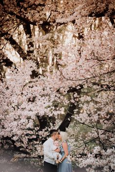 a man and woman kissing under cherry blossom trees