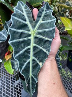 a hand holding a large green leaf in front of some plants