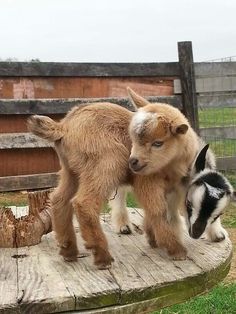 two baby goats playing with each other on a wooden platform