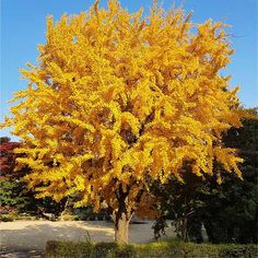 a large yellow tree with lots of leaves