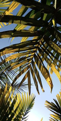 the leaves of palm trees are seen against a blue sky in this photo taken from below