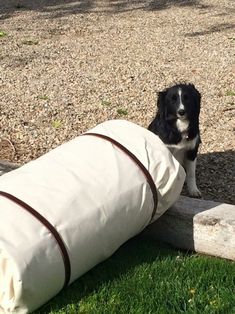 a black and white dog sitting on top of a wooden log next to a bag