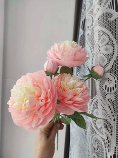 three pink and white flowers are being held up by someone's hand in front of a lace curtain