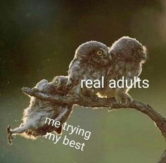 two owls sitting on top of a tree branch with the words real adults me trying my best