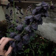 a hand is holding purple flowers in front of a stone wall