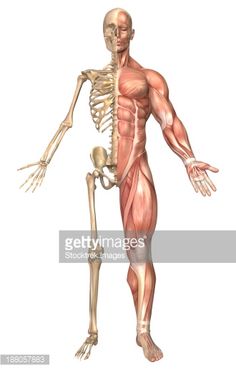 . Skeleton Muscles, Arm Anatomy, Arm Drawing, Skeleton Anatomy, Humanoid Creatures, Four Arms, Body Reference Drawing, Bones And Muscles