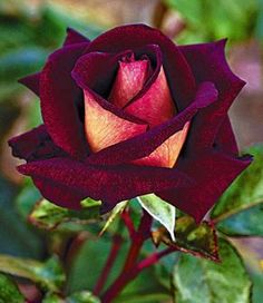 an image of a red rose with green leaves