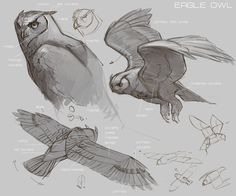 some drawings of different kinds of birds