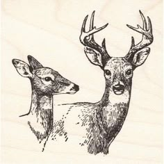 two deers with antlers on their heads