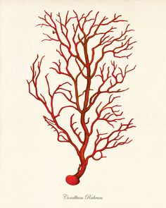 a drawing of a red coral on a white background