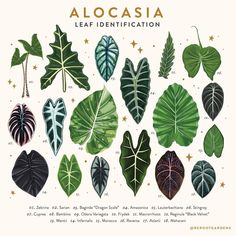 a poster with different types of leaves on it's sides and the words alocasia leaf identification