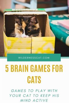 a cat in a box with the words 5 brain games for cats