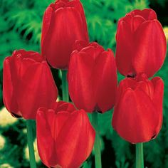 four red tulips are in the middle of some green grass and flowers behind them