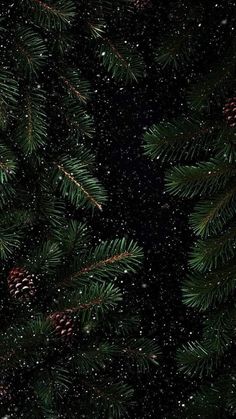 snow falling on pine needles and cones in the dark