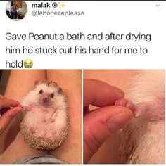 a hedgehog is being held by someone's hand and the caption reads, gave peanut a bath and after dying him he stuck out his hand for me to hold