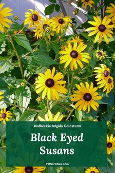 black eyed susans growing in the garden with text overlay that reads, rudbecka india goldium