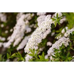 white flowers with green leaves in the foreground