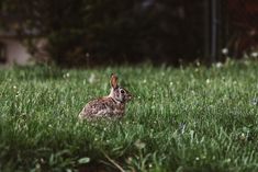 a rabbit is sitting in the middle of some grass