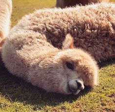 two llamas laying on the ground with their heads touching each other's butts