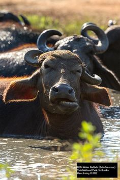 some very cute cows in the water with big horns on their heads and eyes looking at the camera