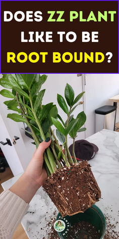 a person holding up a potted plant with dirt on it and the words does zzz plant like to be root bound?