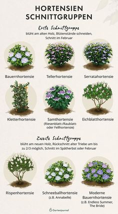 the different types of flowers are shown in this poster