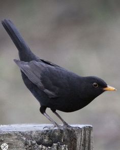 a black bird standing on top of a wooden post