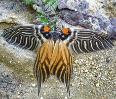 an orange and black butterfly laying on the ground