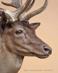 an antelope's head is shown in front of a beige background with the words b & b taxidermy sydney