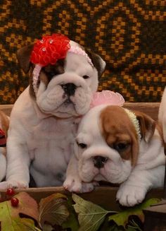 three puppies are sitting in a wooden box