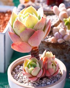 a small potted plant sitting on top of a table next to other pots filled with plants