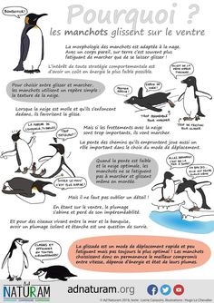 an image of penguins in french with caption for the penguin and other animals that can be