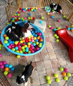 two dogs playing in a ball pit filled with balls