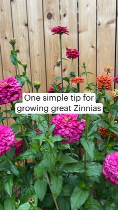 pink and orange flowers in front of a wooden fence with the words, one simple tip for growing great zinnas