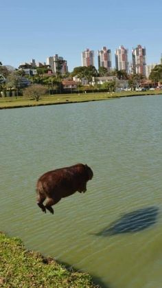 a pig jumping into the water in front of a city skyline