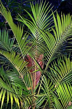 the leaves of a palm tree are green