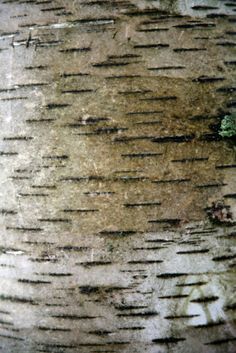 the bark of a tree is brown and white