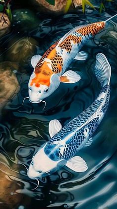 two koi fish are swimming in the water