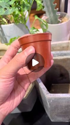 a person holding a small potted plant in their left hand, with the video below it