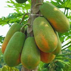 the fruit is growing on the tree and ready to be picked from it's branches